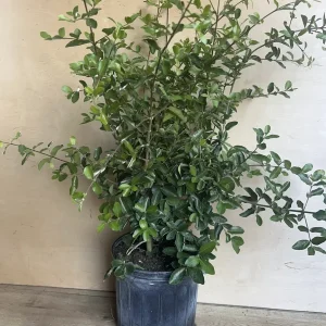 Acerola Cherry Live Plant (Barbados Cherry) - 10