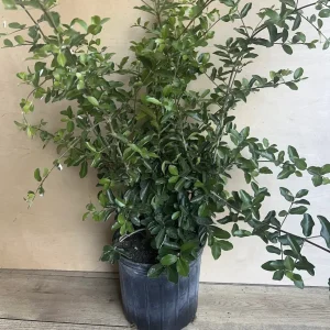 Acerola Cherry Live Plant (Barbados Cherry) - 10