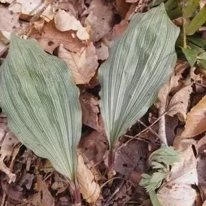 Adam & Eve Orchid Bare Root - Native Putty Root Aplectrum hyemale - Image 3