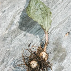 Adam & Eve Orchid Bare Root - Native Putty Root Aplectrum hyemale - Image 4