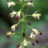Adam & Eve Orchid Live Plant - Aplectrum Hyemale - Woodland Orchid - Image 1