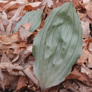 Adam & Eve Orchid Live Plant - Aplectrum Hyemale - Woodland Orchid - Image 2