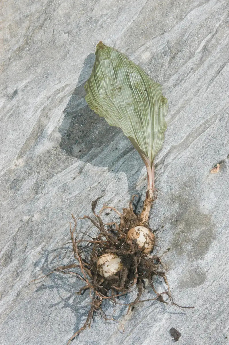 Adam & Eve Orchid Live Plant - Aplectrum Hyemale - Woodland Orchid - Image 3