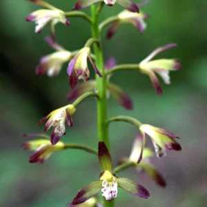 Adam & Eve Orchid Live Plant - Aplectrum Hyemale - Woodland Orchid - Image 1