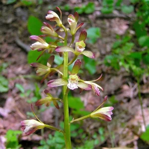 Adam & Eve Orchid Live Plant - Aplectrum Hyemale - Woodland Orchid - Image 4
