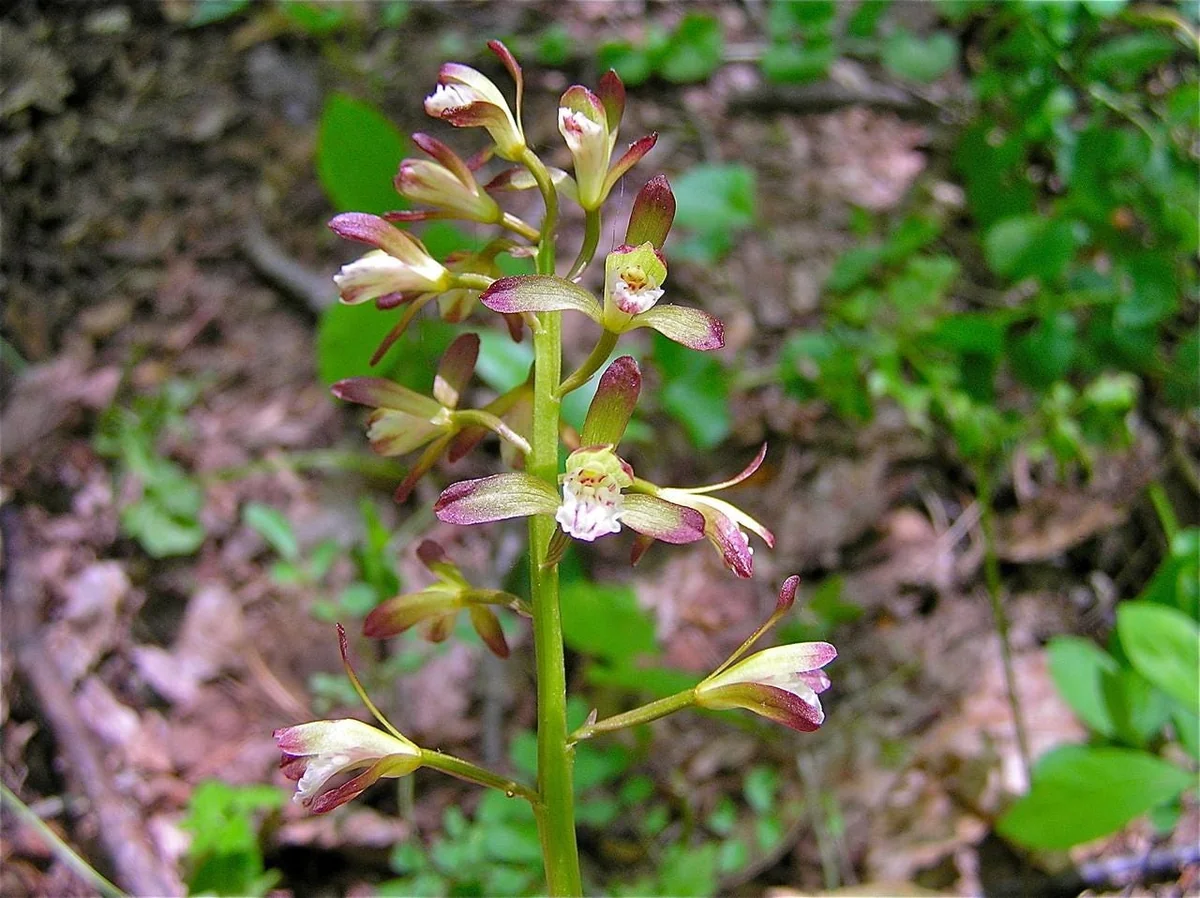 Adam & Eve Orchid Live Plant - Aplectrum Hyemale - Woodland Orchid - Image 4