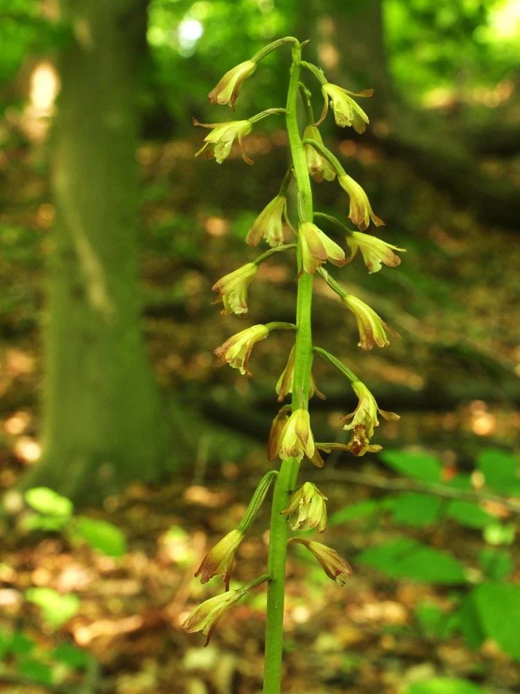 Adam & Eve Orchid Live Plant - Aplectrum Hyemale - Woodland Orchid - Image 5