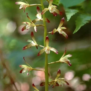 Adam & Eve Orchid Live Plant - Aplectrum Hyemale - Woodland Orchid - Image 6