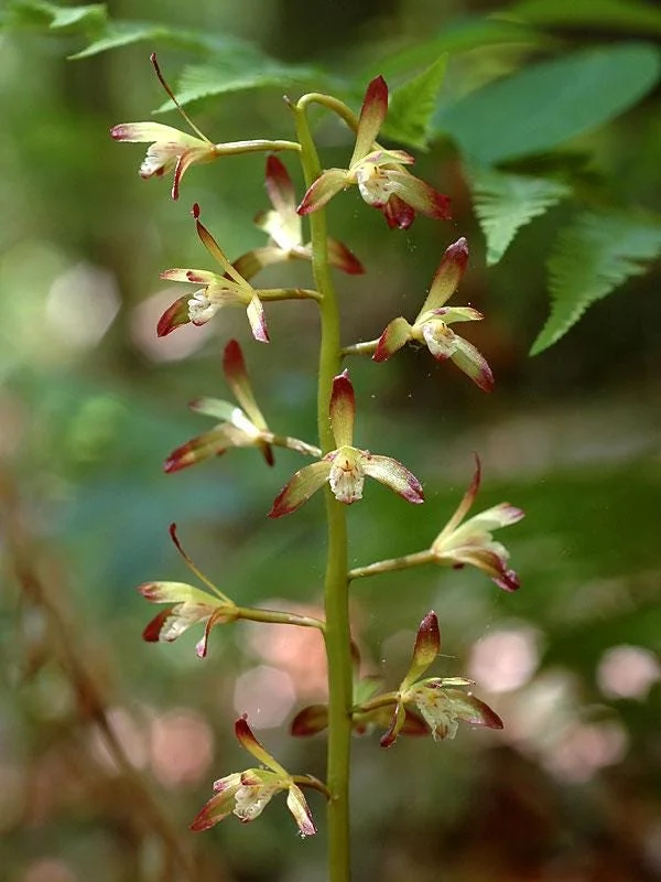 Adam & Eve Orchid Live Plant - Aplectrum Hyemale - Woodland Orchid - Image 6