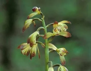 Adam & Eve Orchid Live Plant - Aplectrum Hyemale - Woodland Orchid - Image 7