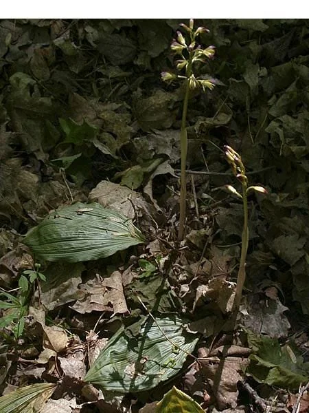 Adam & Eve Orchid Live Plant - Aplectrum Hyemale - Woodland Orchid - Image 8