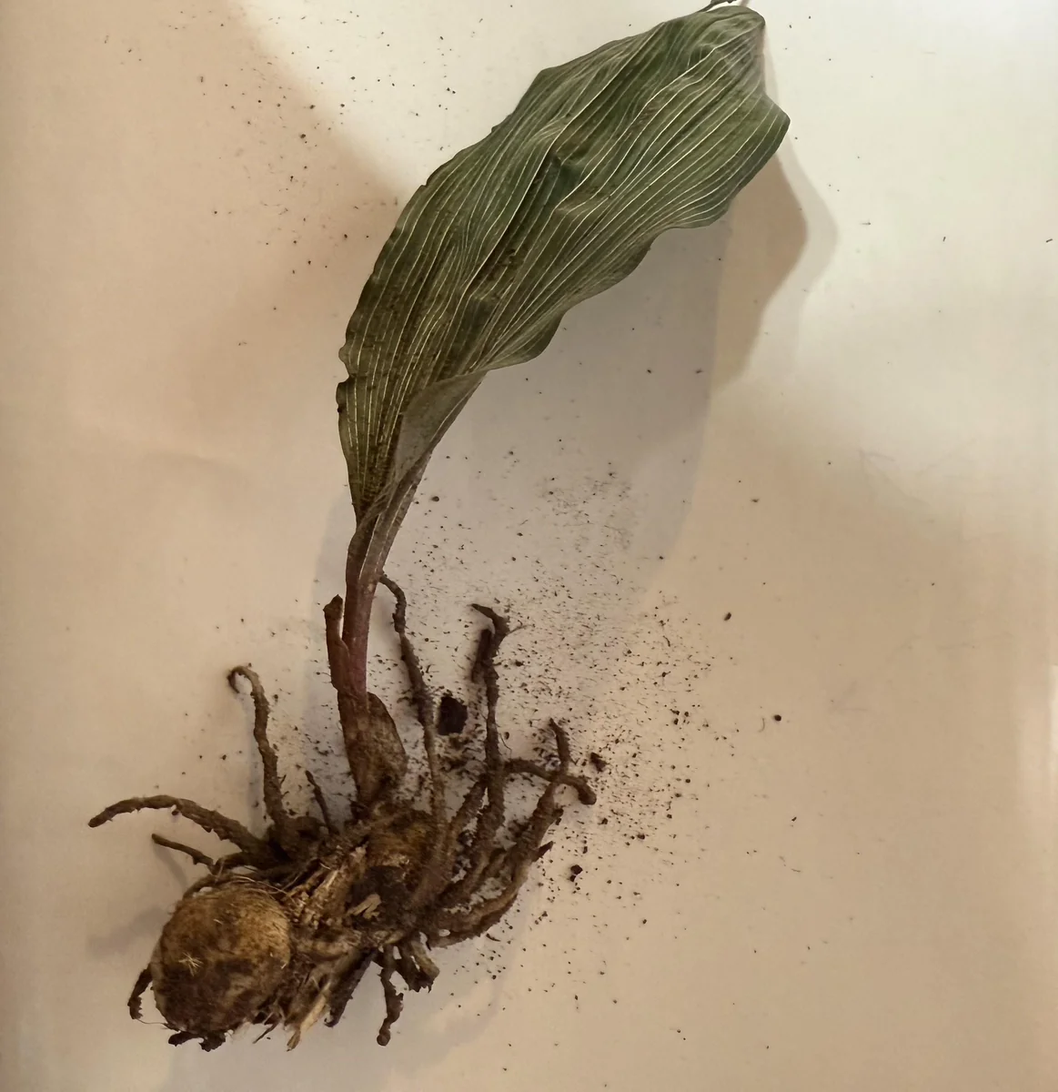 Adam & Eve Orchid Live Plant - Aplectrum Hyemale - Woodland Orchid - Image 9