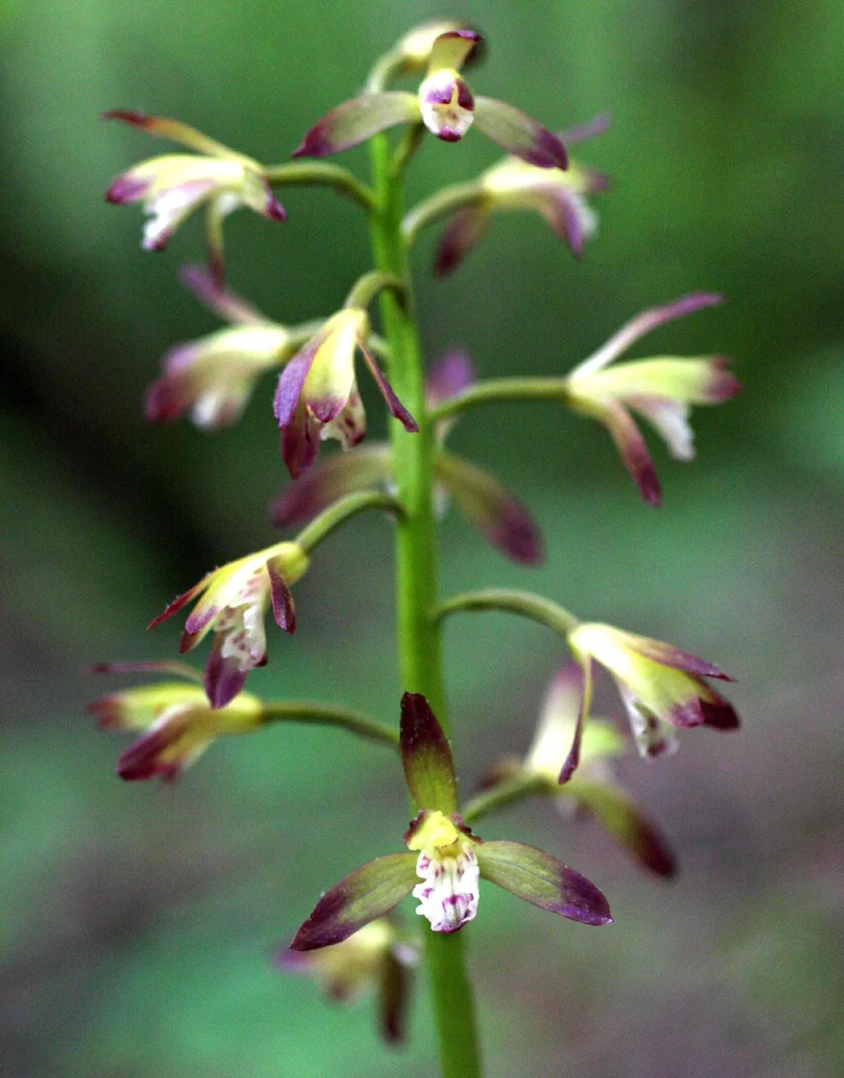 Adam & Eve Orchid Live Plant - Aplectrum Hyemale - Woodland Orchid - Image 1