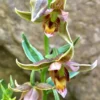 Adam & Eve Orchid Live Plant – Bare Root Putty Root Orchid – Aplectrum hyemale – Native Woodland Plant - Image 1