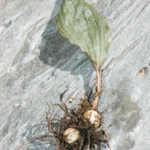 Adam & Eve Orchid Live Plant – Bare Root Putty Root Orchid – Aplectrum hyemale – Native Woodland Plant - Image 4