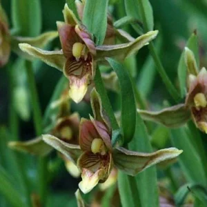 Adam & Eve Orchid Live Plant – Bare Root Putty Root Orchid – Aplectrum hyemale – Native Woodland Plant - Image 5