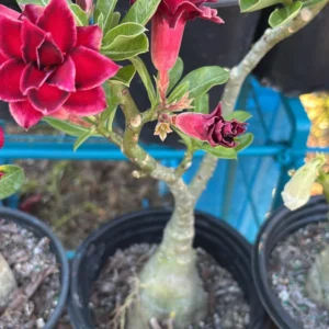Adenium Desert Rose Vulcanus Bare Root Plant - Exotic Succulent - Image 2
