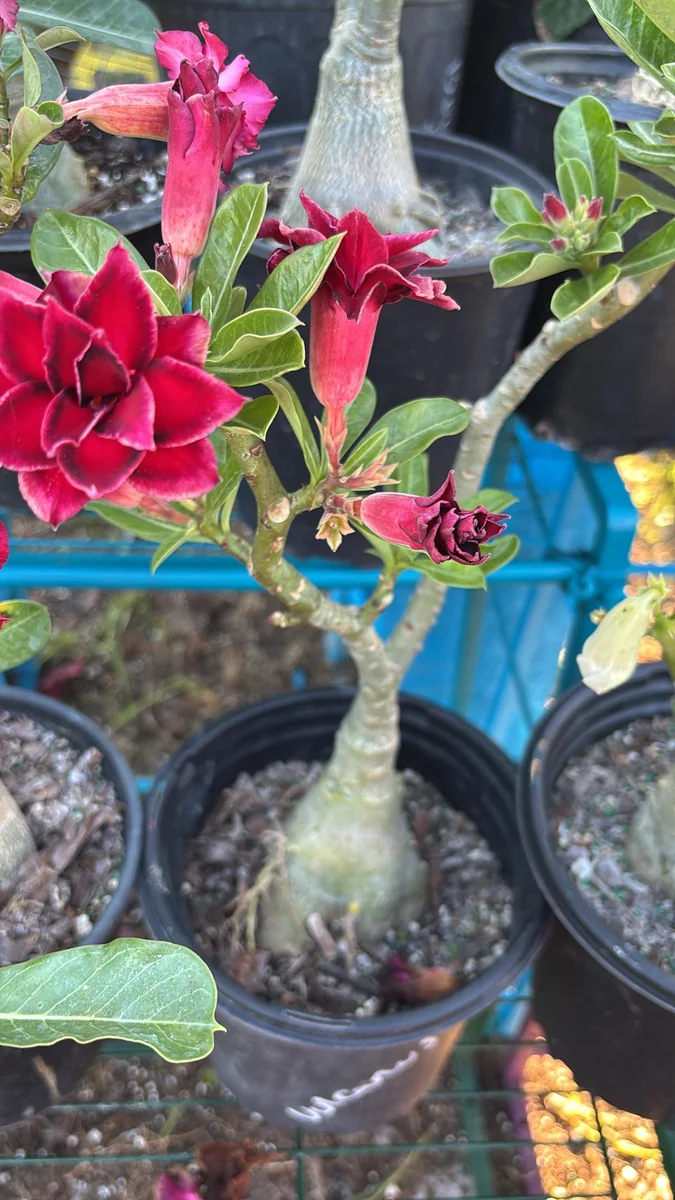 Adenium Desert Rose Vulcanus Bare Root Plant - Exotic Succulent - Image 2