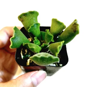 Adromischus cristatus Crinkle Leaf Succulent Live Plant - Easy Care - Image 2