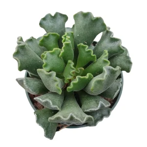 Adromischus cristatus Crinkle Leaf Succulent Live Plant - Easy Care - Image 1