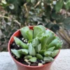 Adromischus Cristatus 'Key Lime Pie' Crinkle Leaf Succulent Live Plant in 4" Pot - Image 1
