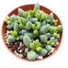 Adromischus oviforme Succulent Plant – Live Plant – Drought Tolerant - Image 1