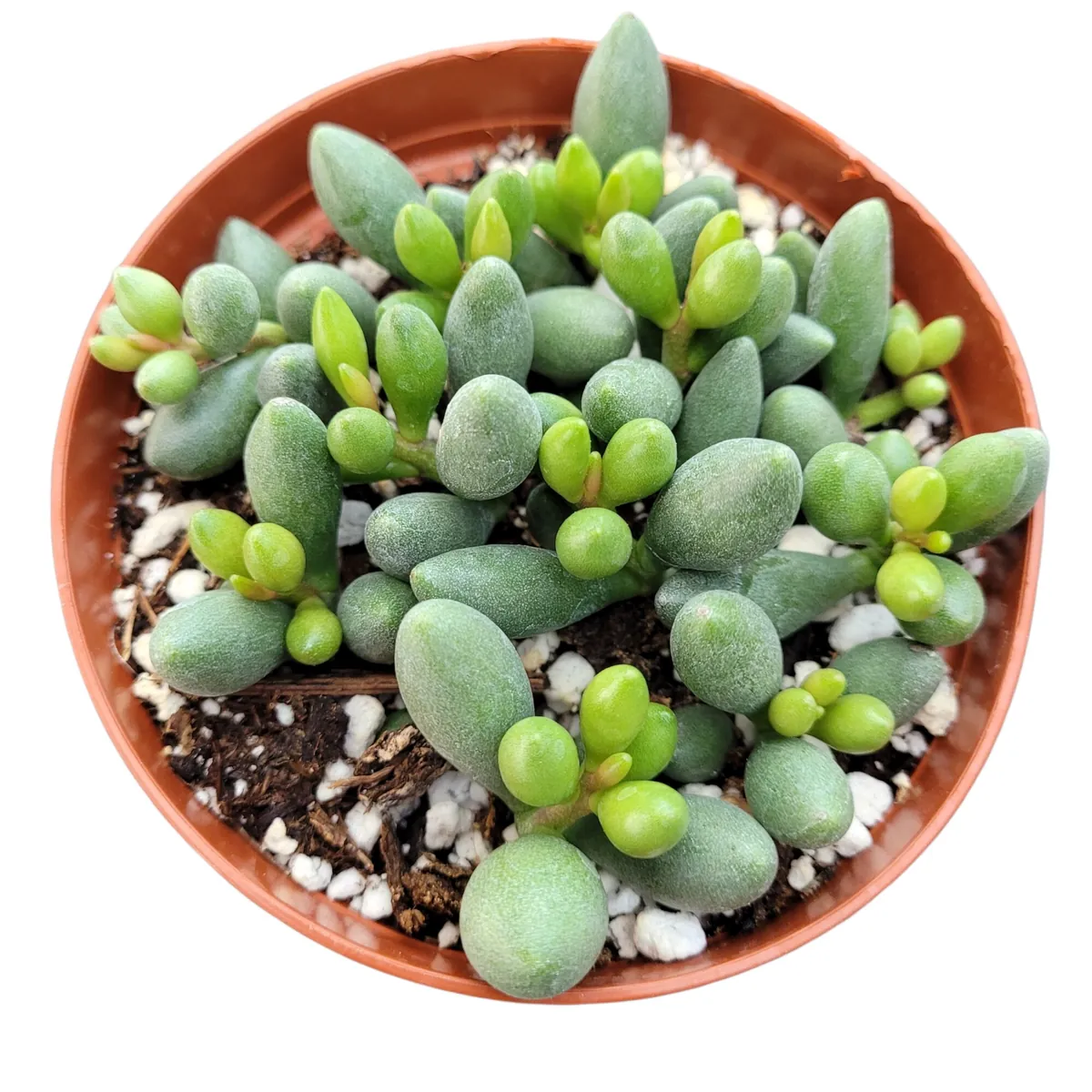 Adromischus oviforme Succulent Plant – Live Plant – Drought Tolerant - Image 2