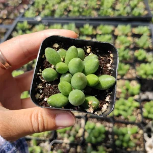 Adromischus oviforme Succulent Plant – Live Plant – Drought Tolerant - Image 4
