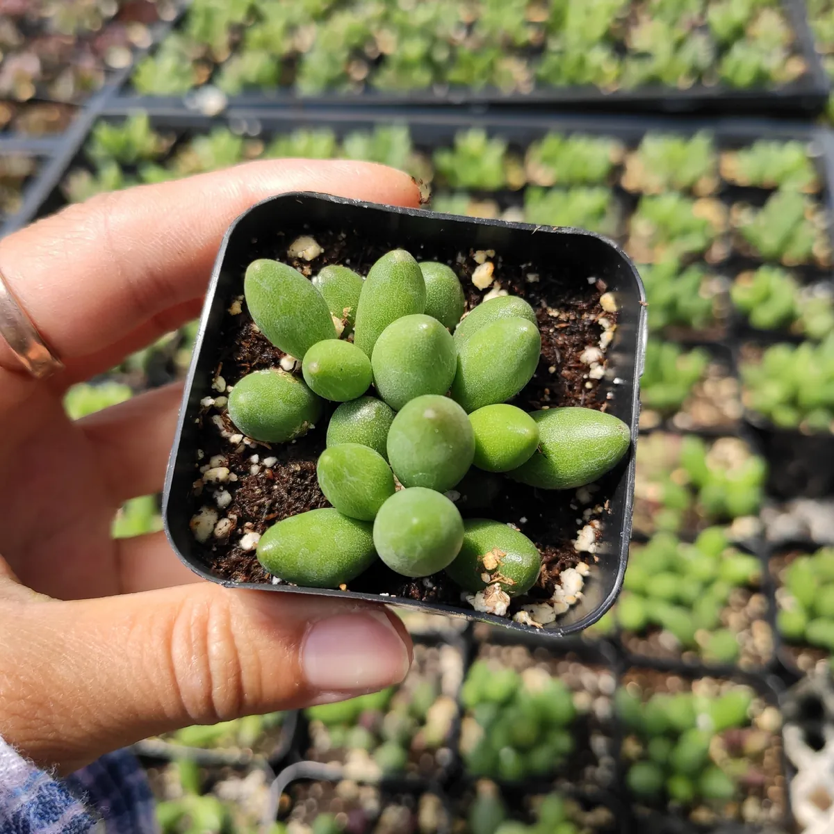 Adromischus oviforme Succulent Plant – Live Plant – Drought Tolerant - Image 4