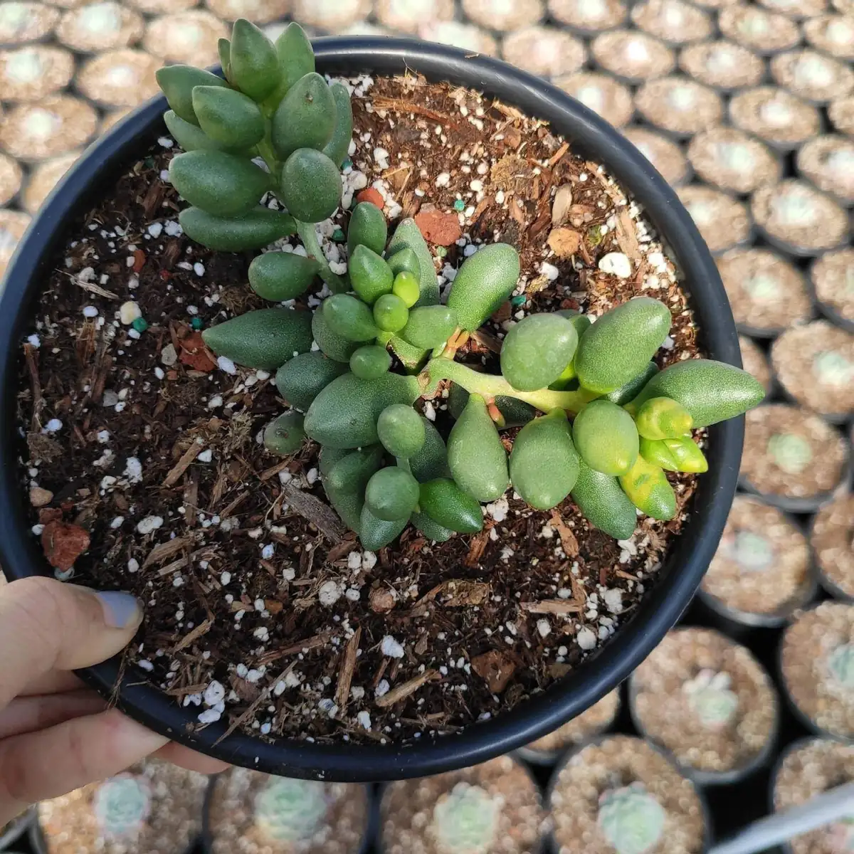 Adromischus oviforme Succulent Plant – Live Plant – Drought Tolerant - Image 6