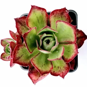 Aeonium Akafuji 'Red Fuji' Live Succulent Plant - Vibrant Red & Green Foliage - Image 5