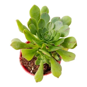 Aeonium arboreum Succulent Live Plant - Easy Care Houseplant, 2-4 Inch Pot - Image 2