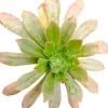 Aeonium arboreum v. holochrysum Succulent Plant - Live Indoor Garden - Image 1
