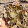 Aeonium arboreum var. rubrolineatum Succulent Plant – Live Indoor/Outdoor - Image 1