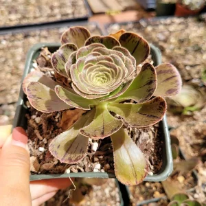 Aeonium arboreum var. rubrolineatum Succulent Plant – Live Indoor/Outdoor - Image 2