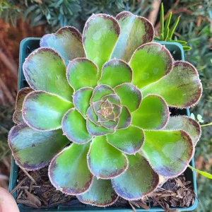 Aeonium arboreum var. rubrolineatum Succulent Plant – Live Indoor/Outdoor - Image 3