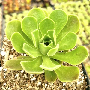 Aeonium 'Ballerina' Succulent Plant - Live Crassulaceae with White Margins - Image 2