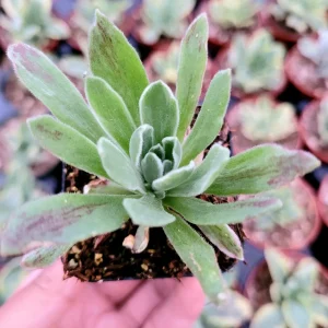 Aeonium 'Ballerina' Succulent Plant - Live Crassulaceae with White Margins - Image 4