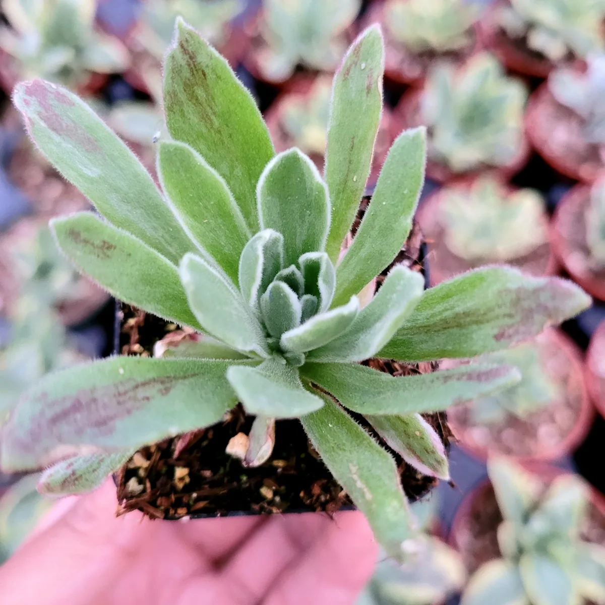 Aeonium 'Ballerina' Succulent Plant - Live Crassulaceae with White Margins - Image 4