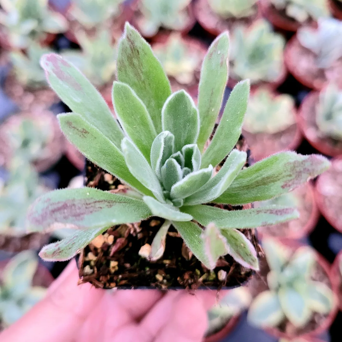 Aeonium 'Ballerina' Succulent Plant - Live Crassulaceae with White Margins - Image 5