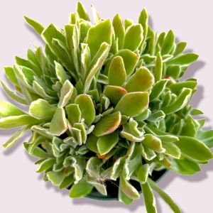 Aeonium 'Ballerina' Succulent Plant - Live Crassulaceae with White Margins - Image 6