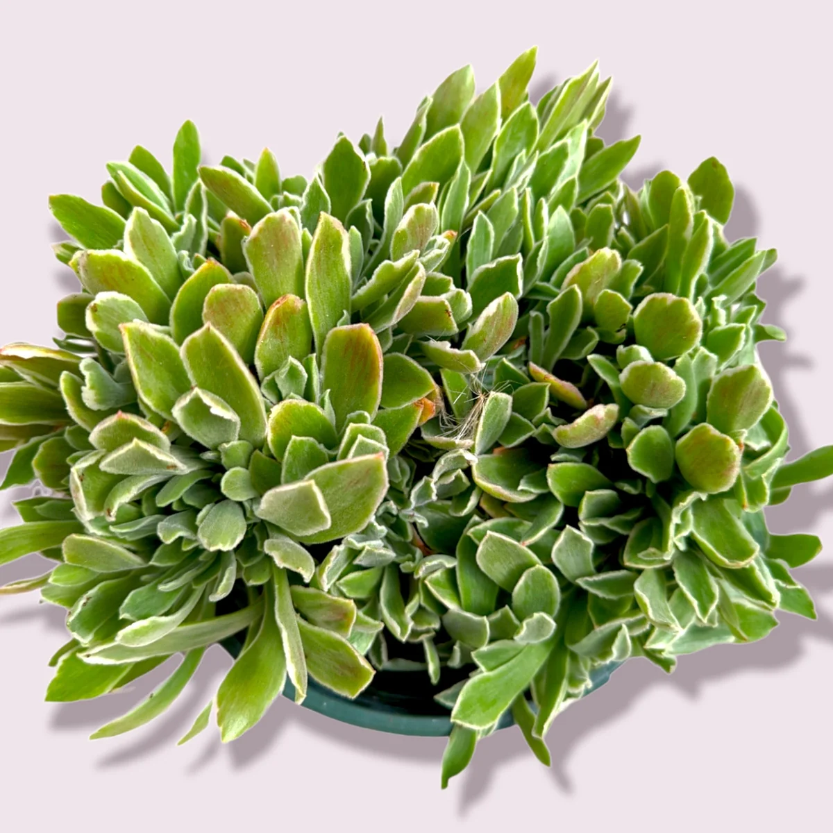 Aeonium 'Ballerina' Succulent Plant - Live Crassulaceae with White Margins - Image 7