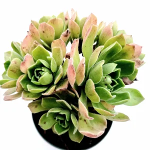 Aeonium 'Ballerina' Succulent Plant - Live Crassulaceae with White Margins - Image 8