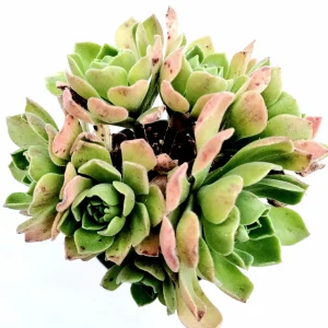 Aeonium 'Ballerina' Succulent Plant - Live Crassulaceae with White Margins - Image 9