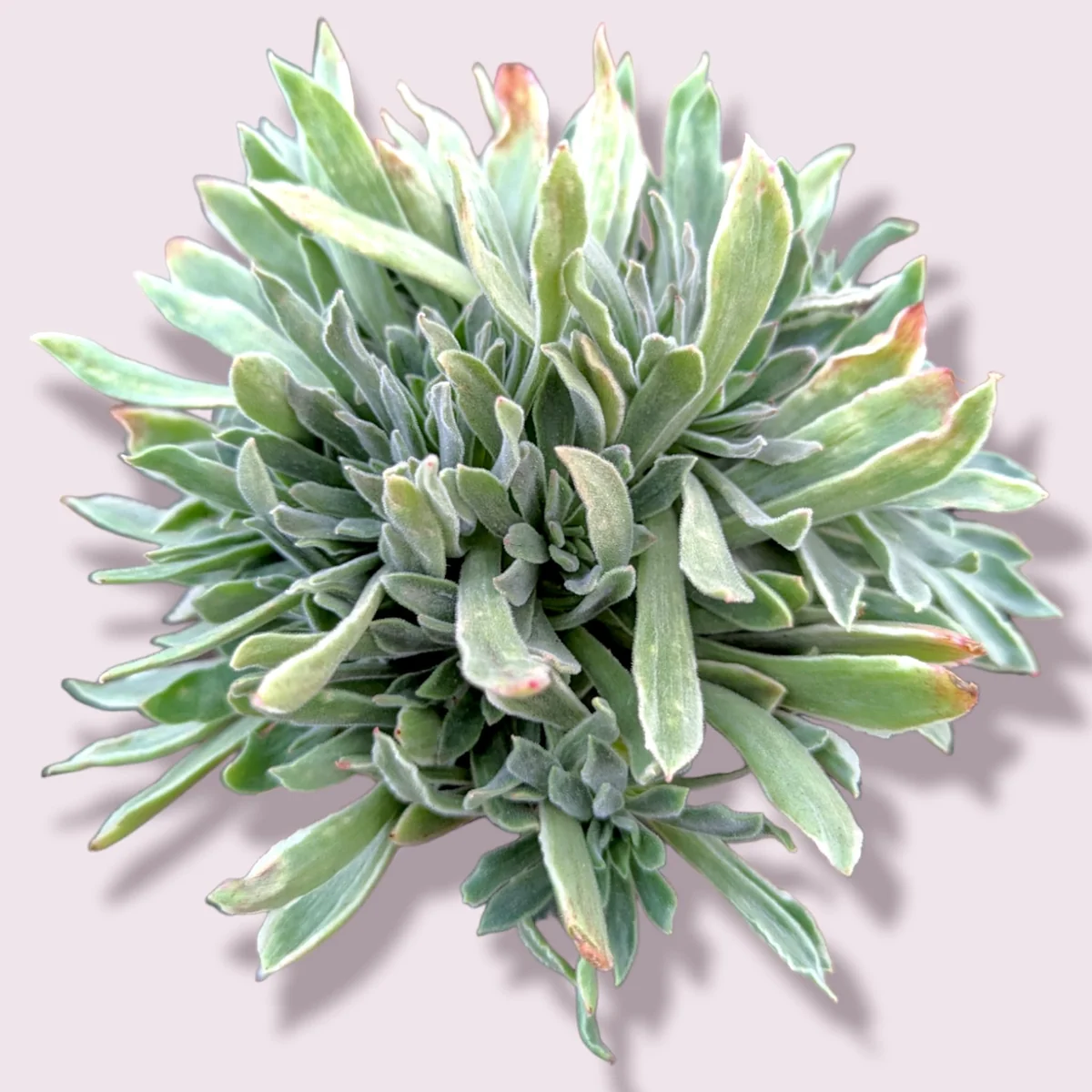 Aeonium 'Ballerina' Succulent Plant - Live Crassulaceae with White Margins - Image 1