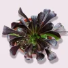 Aeonium 'Big Bang' Succulent Live Plant - Vibrant Purple & Green Rosettes - Image 1