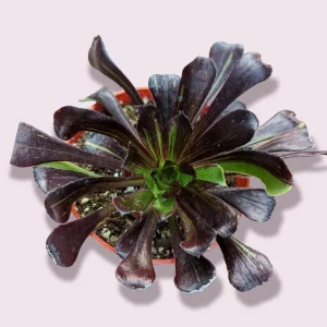 Aeonium 'Big Bang' Succulent Live Plant - Vibrant Purple & Green Rosettes - Image 1
