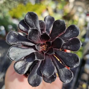 Aeonium Black Rose Live Plant – Zwartkop Succulent – 2in Pot - Image 1