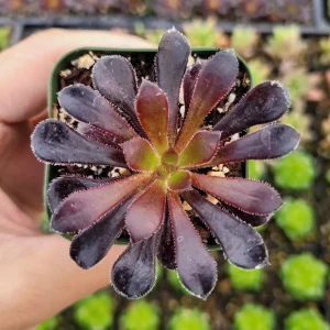 Aeonium Black Rose Succulent Plant - Live Potted Houseplant, Purple-Black Foliage - Image 3