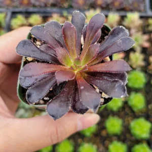 Aeonium Black Rose Succulent Plant - Live Potted Houseplant, Purple-Black Foliage - Image 4